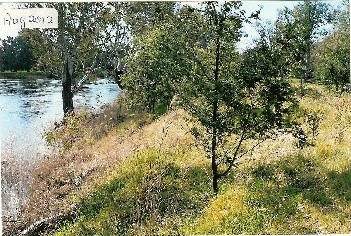 Site 3 - Before and after restoration - Woolshed Thurgoona Landcare Group