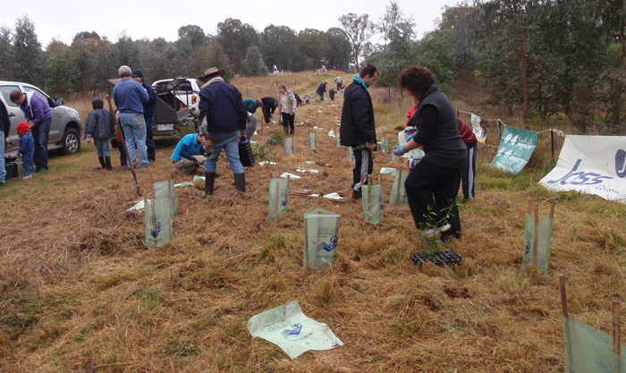 Tree Planting, Business and Family Planting Day, 19 June 2011 - Woolshed Thurgoona Landcare Group