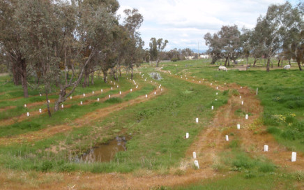 Tree planting at Thurgoona Equestrian Centre, 25 September, 2010 - Woolshed Thurgoona Landcare Group