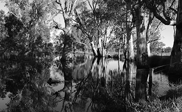 Swamp - Woolshed Thurgoona Landcare Group