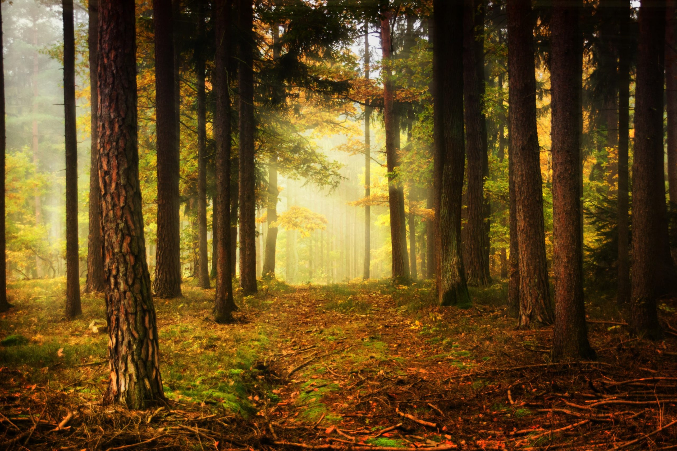 Interactive home page forest background - 125033021