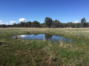 Shallow vegetated wetlands provide excellent Sloane's froglet breeding habitat in winter - Helen P. Waudby