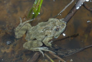 Sloane's froglet - David Hunter