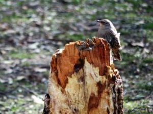 Brown tree Creeper