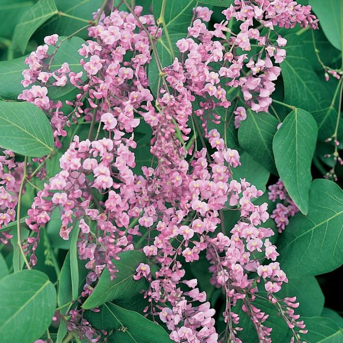 Hardenbergia violacea (pink)