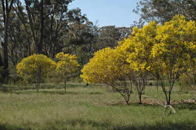 Acacia hakeoides plants