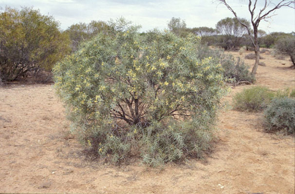 Acacia oswaldii (base)