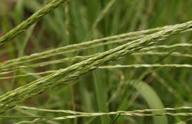 Digitaria divaricatissima flora seed