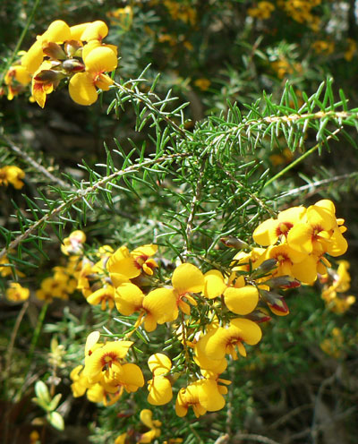 Small-leaf Parrot-pea