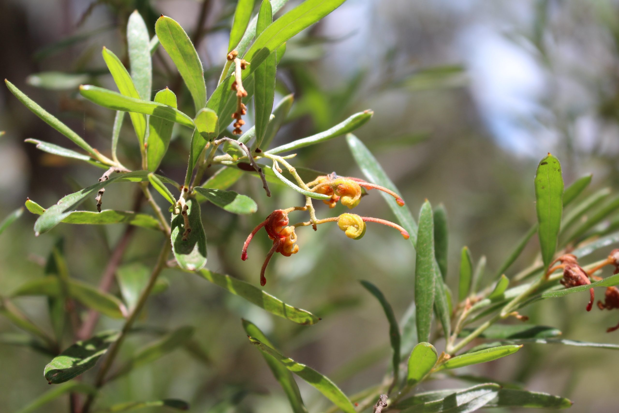 Seven Dwarfs Grevillea