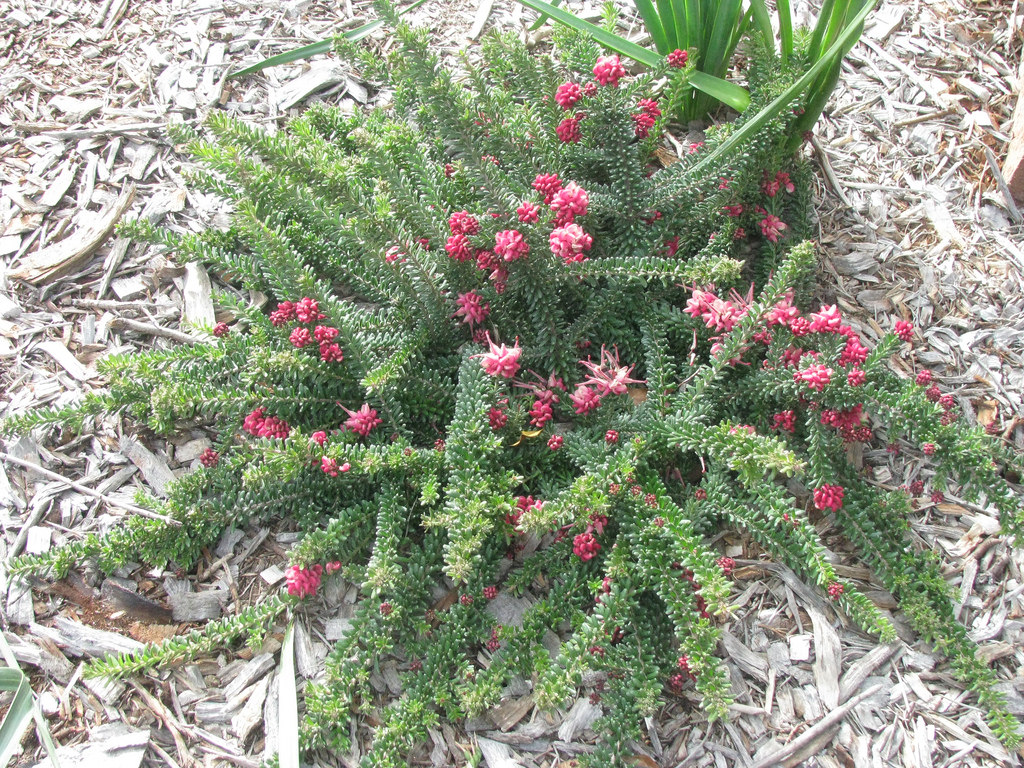 Woolly Grevillea