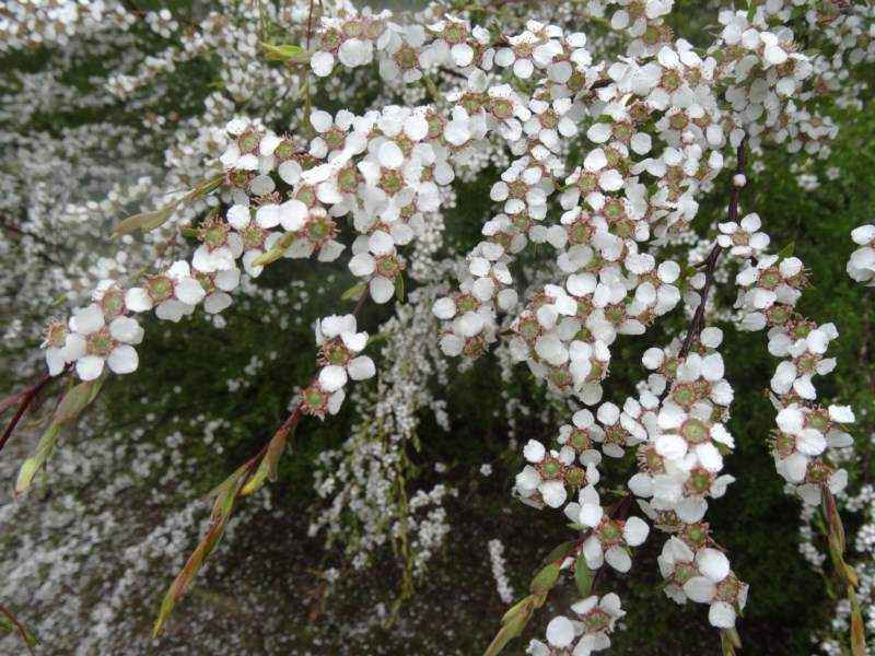 Slender Tea-tree