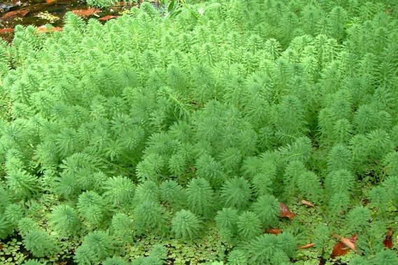 Common Watermilfoil