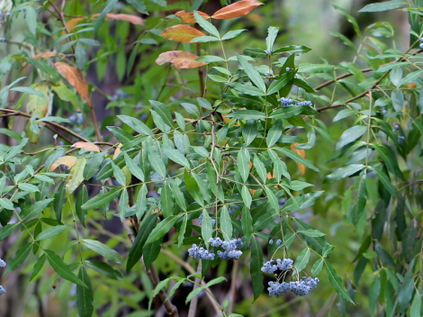 Elderberry Panax