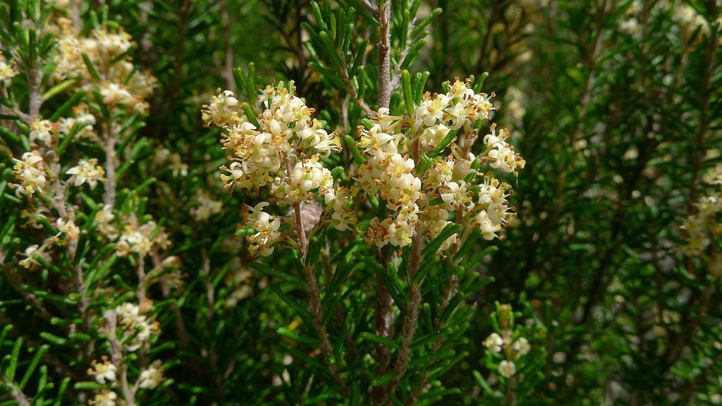 Pomaderris phylicifolia subsp phylicifolia flower