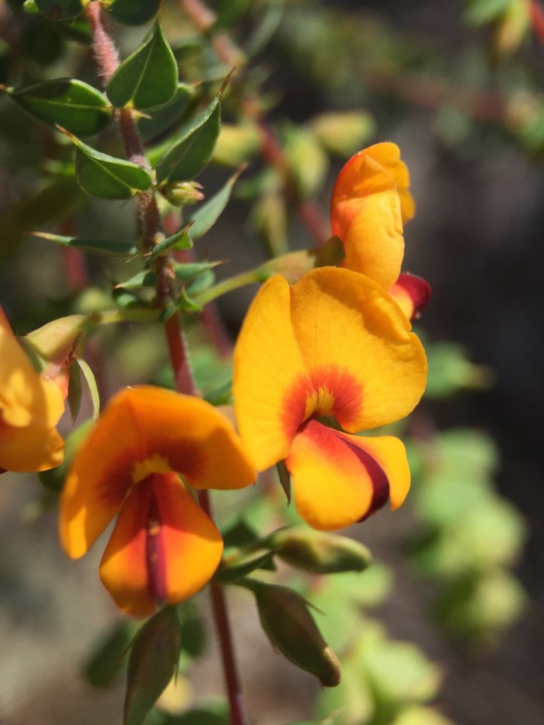 Pultenaea spinosa flower