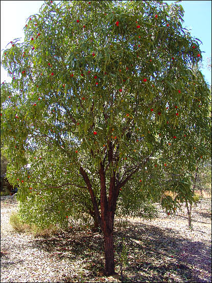 Quandong