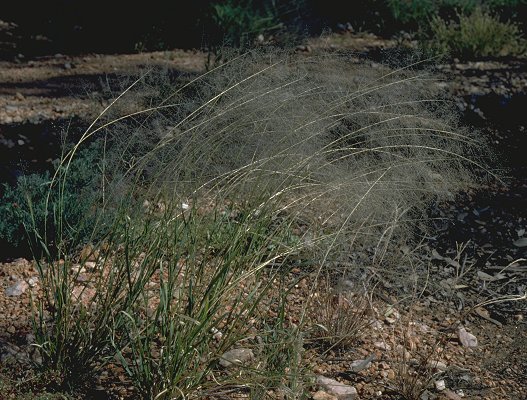 Sporobolus caroli flora plant