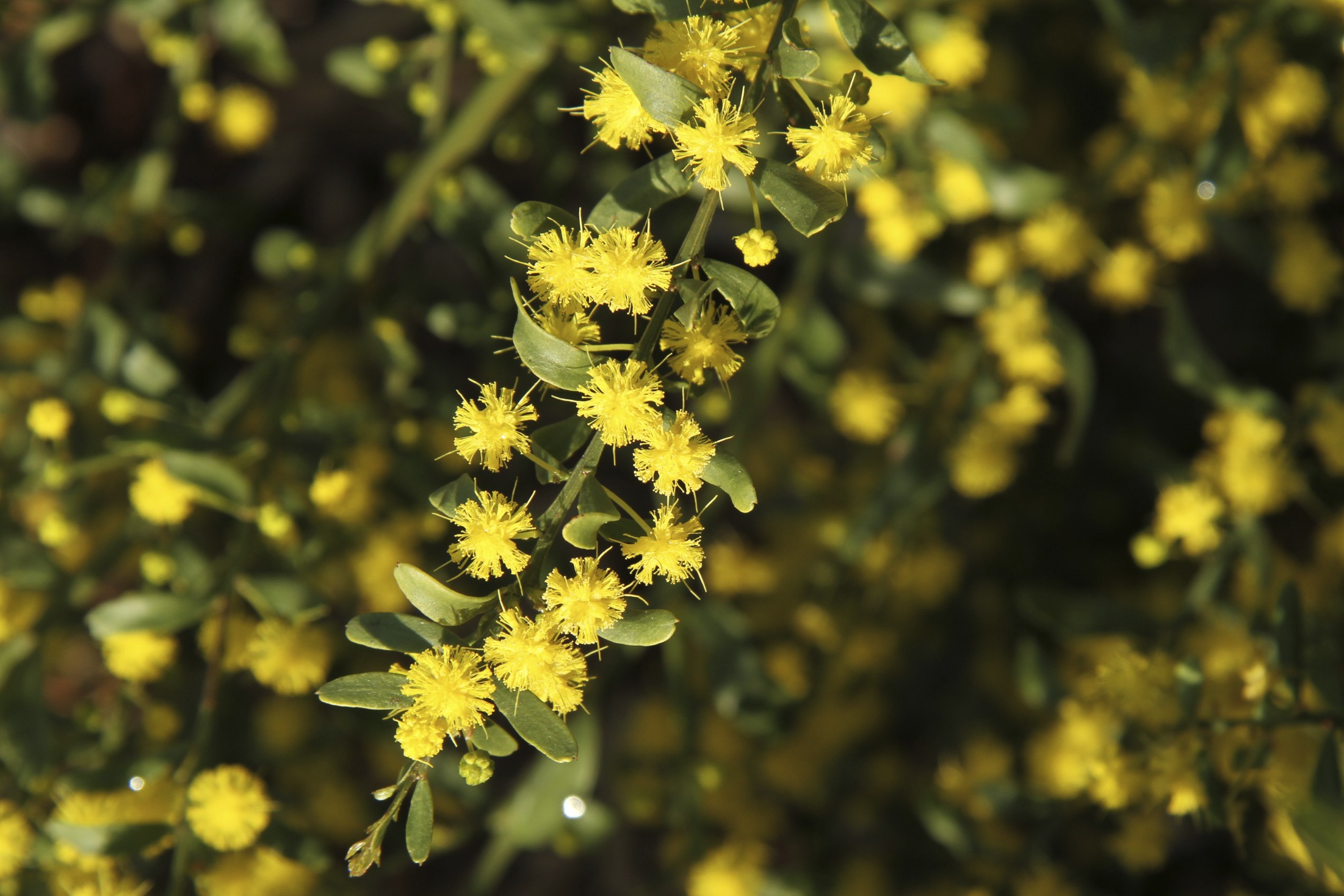 Gold-dust Wattle