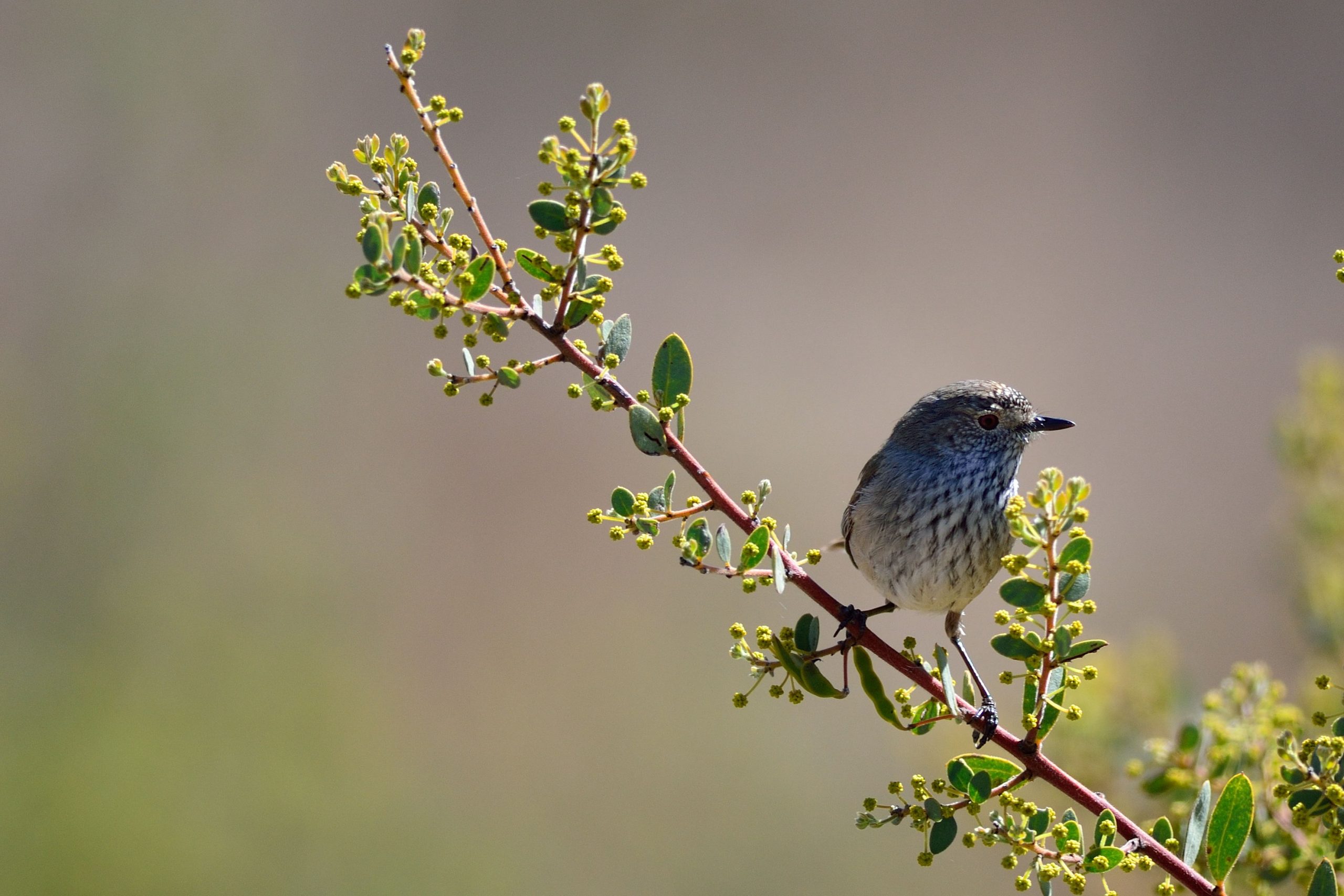 Acacia brachybotrya flora ALA source