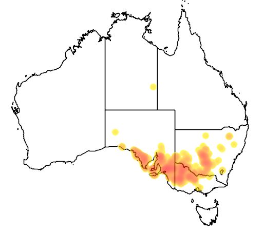 Acacia brachybotrya flora location map