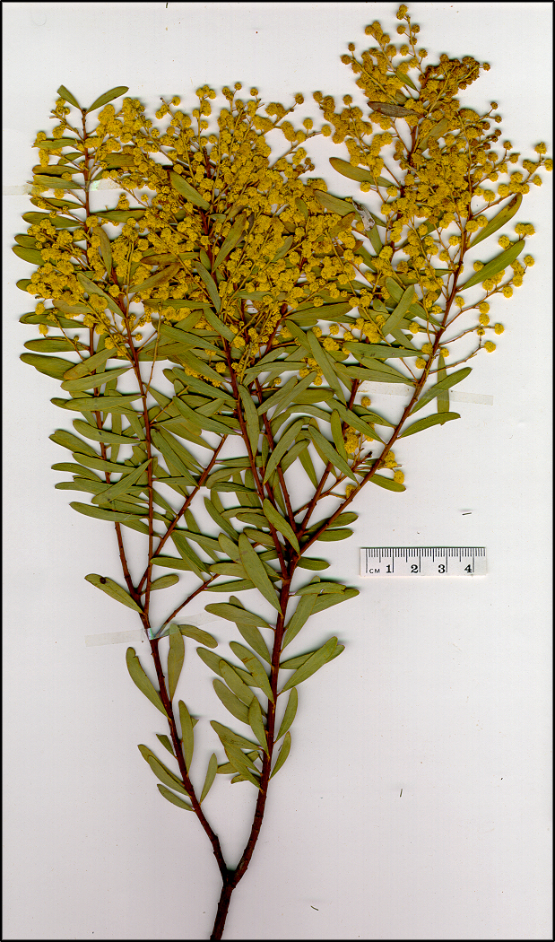Acacia buxifolia (base)