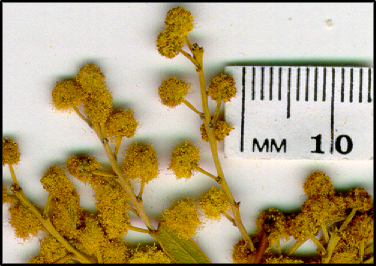 Acacia buxifolia (f)