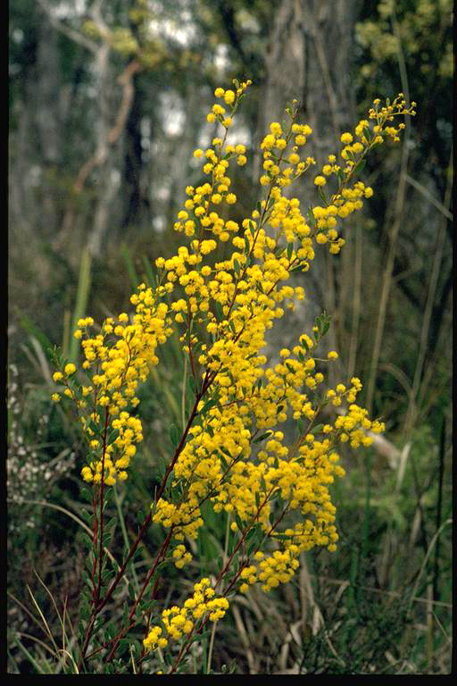 Box-leaf Wattle
