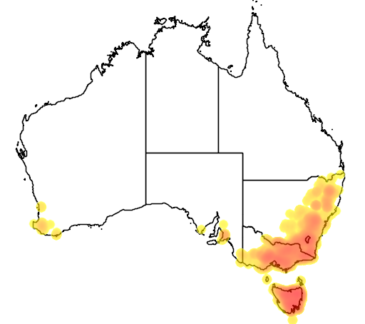 Acacia dealbata flora location map
