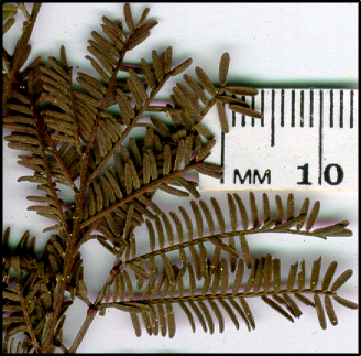Acacia deanei subsp deanei (l)