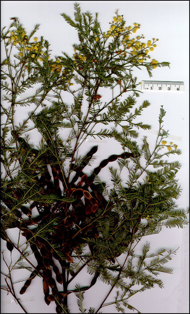 Acacia deanei subsp paucijuga (base)