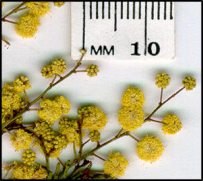 Acacia deanei subsp paucijuga (f)