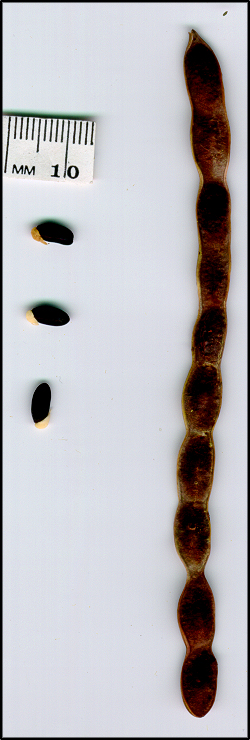 Acacia deanei subsp paucijuga (s)