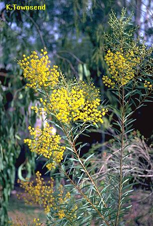 Western Golden Wattle