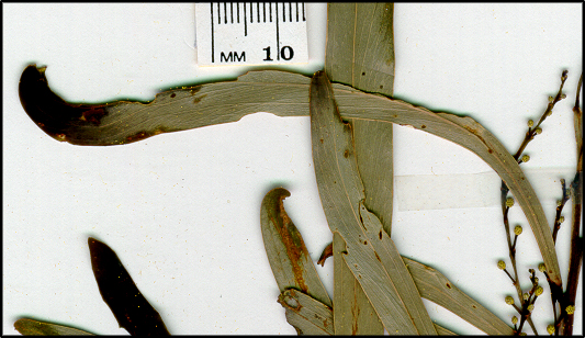Acacia difformis (l)