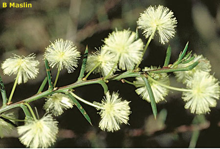 Spreading Wattle
