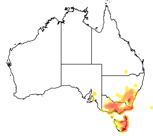 Acacia genistifolia flora location map