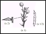 Acacia gunnii (outline)