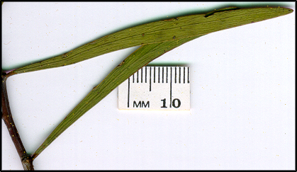 Acacia hakeoides (l)