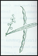 Acacia hakeoides (outline)