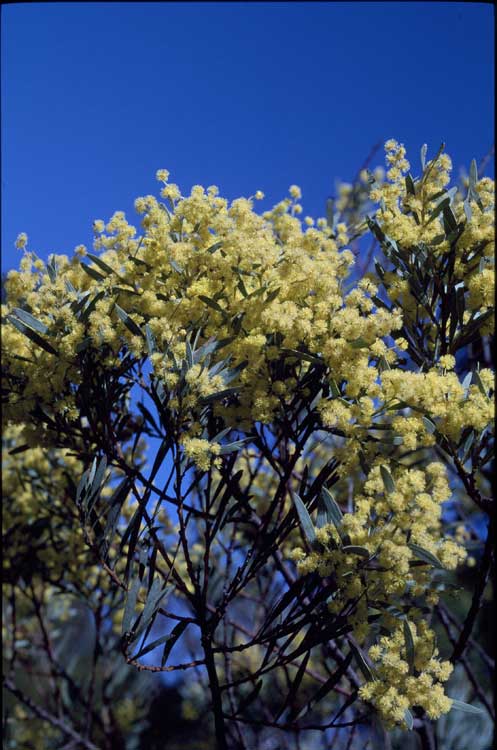 Buffalo Wattle