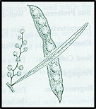 Acacia kettlewelliae (outline)