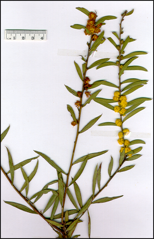 Acacia lanigera (base)