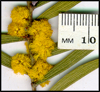 Acacia lanigera (f)
