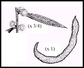 Acacia lanigera (outline)