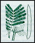 Acacia leucoclada (outline)