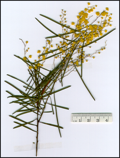 Acacia linearifolia (base)
