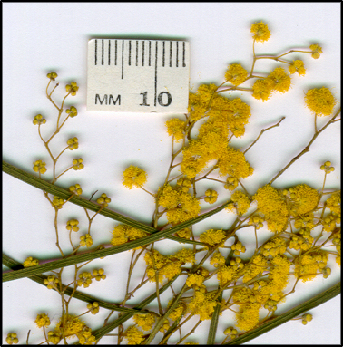 Acacia linearifolia (f)