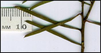 Acacia linearifolia (l)