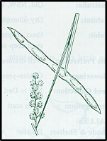 Acacia linearifolia (outline)